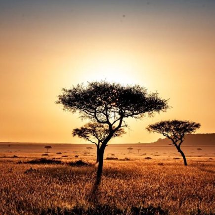 Voyagiste au Kenya : Comment choisir le meilleur pour un voyage sur mesure